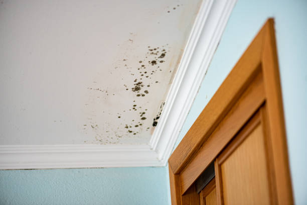 Best Commercial Mold Removal  in Medfd, OR
