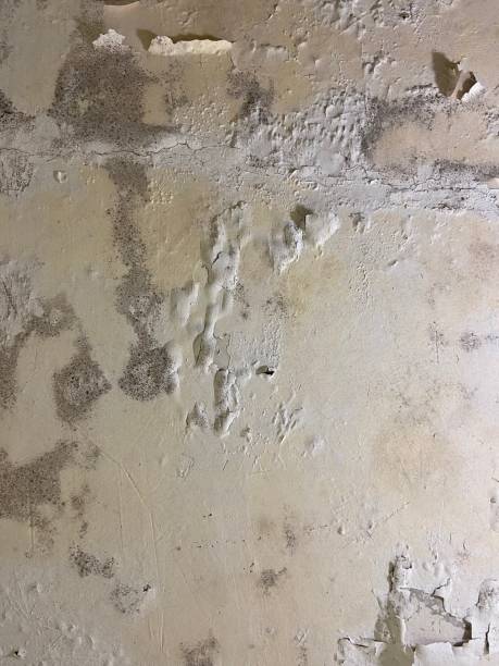 Home Mold Removal in Medford, OR
