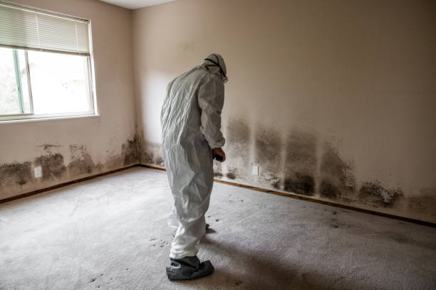 Attic Mold Removal in Medford, OR